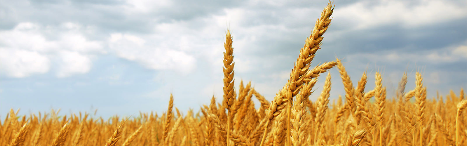 Agro1